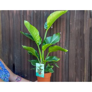 Strelícia natalská (Strelitzia Nikolai) - výška 80-90 cm, kont. C3L